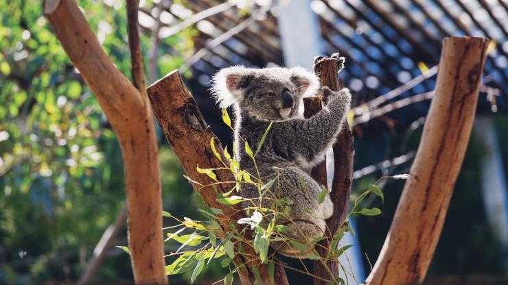 Australia Zoo, Sunshine Coast, QLD © Australia Zoo Australia Zoo, Sunshine Coast, QLD © Australia Zoo