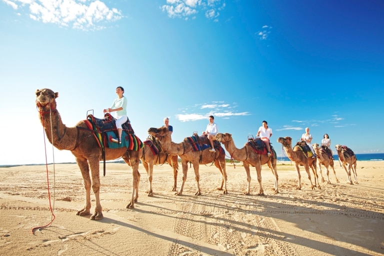 Camel Train at Stockton Beach, Port Stephens, NSW © Tourism Australia Camel Train at Stockton Beach, Port Stephens, NSW © Tourism Australia