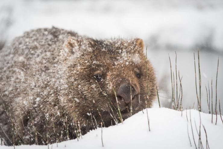 Wombat di atas salju, Cradle Mountain, Tasmania © Paul Fleming Wombat di atas salju, Cradle Mountain, Tasmania © Paul Fleming