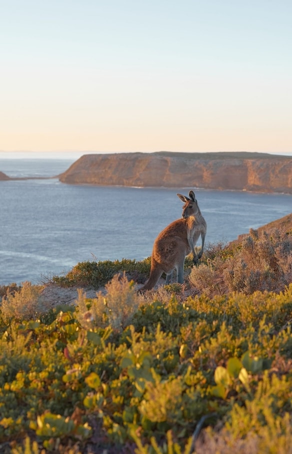 Cape du Couedic, Kangaroo Island, South Australia © Aquiles Pamparana