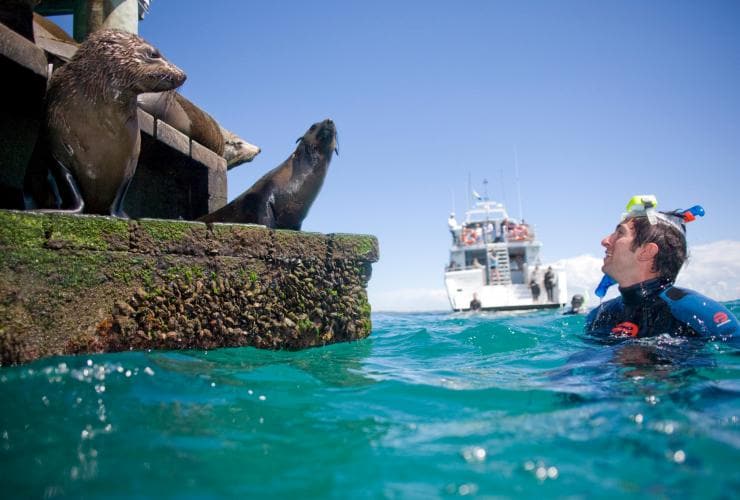 Moonraker Dolphin Swims, Mornington Peninsula, VIC © Visit Victoria Moonraker Dolphin Swims, Mornington Peninsula, VIC © Visit Victoria