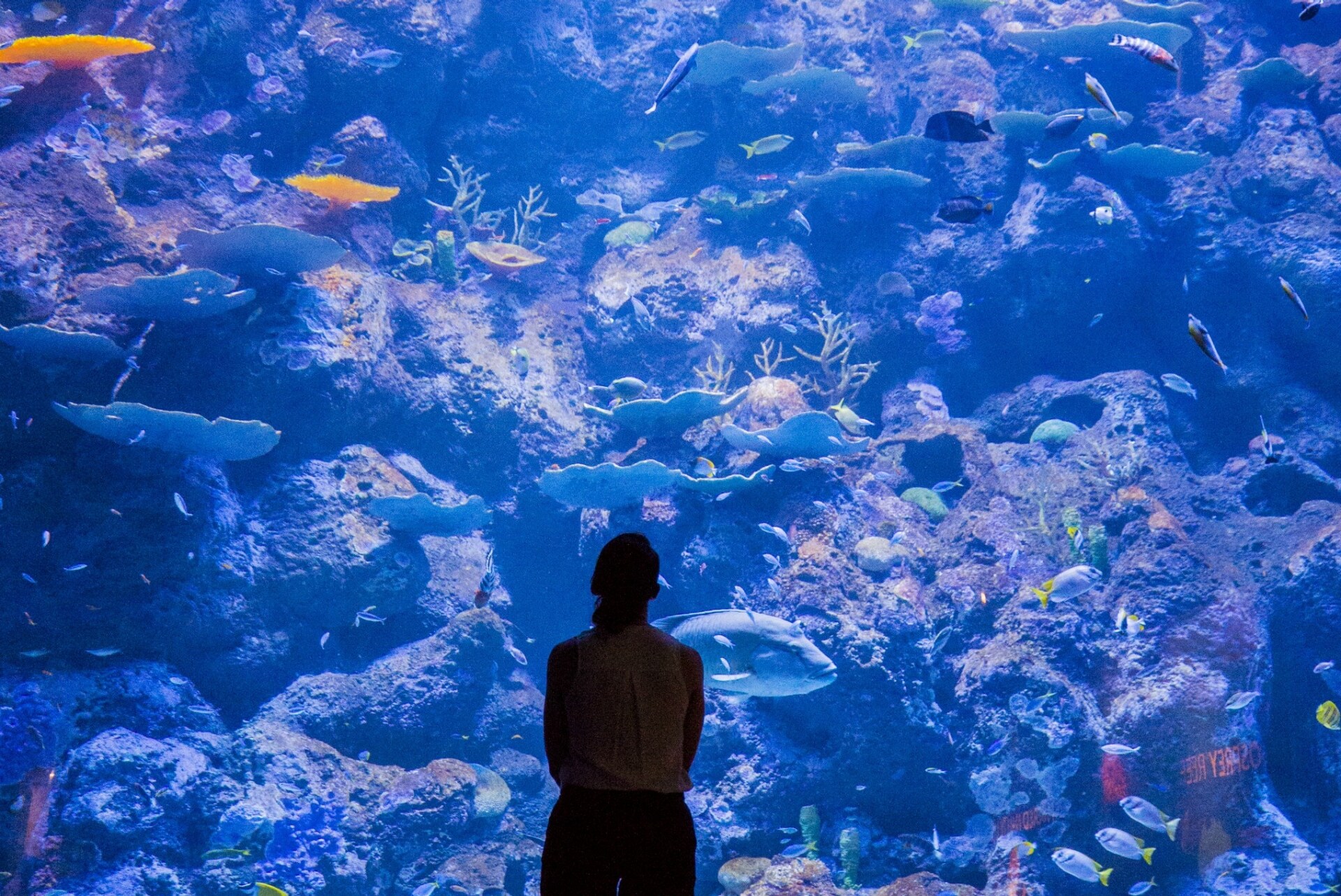 Cairns Aquarium, Queensland © Cairns Aquarium