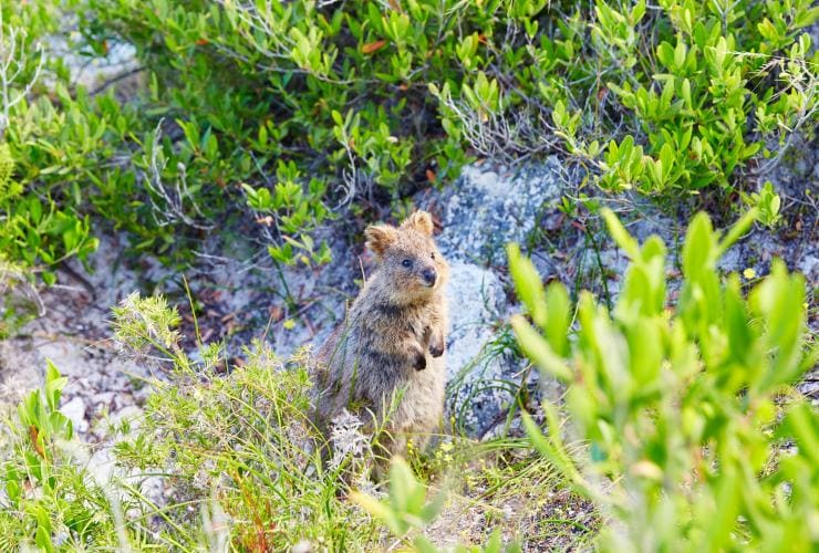 Quokka, Rottnest Island, Western Australia © Tourism WA Quokka, Rottnest Island, Western Australia © Tourism WA