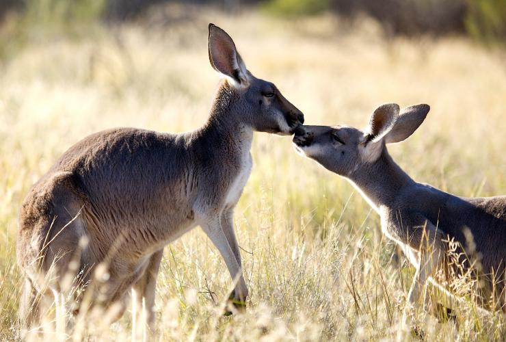 The Kangaroo Sanctuary, Alice Springs, Northern Territory © The Kangaroo Sanctuary The Kangaroo Sanctuary, Alice Springs, Northern Territory © The Kangaroo Sanctuary