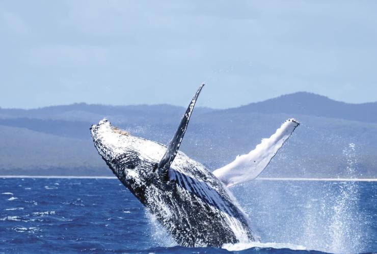 Balena, Hervey Bay, Queensland © JZ Photography Balena, Hervey Bay, Queensland © JZ Photography