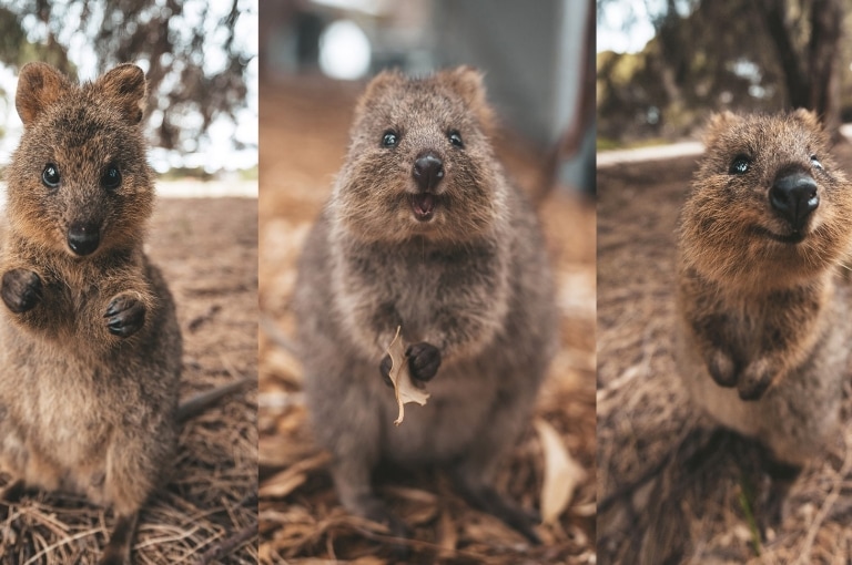 Quokka, Rottnest Island, Western Australia © James Vodicka Quokka, Rottnest Island, Western Australia © James Vodicka