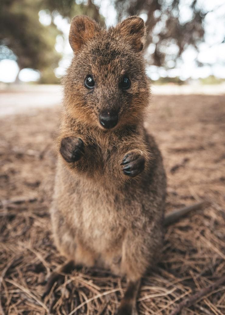 Quokka, Rottnest Island, Western Australia © James Vodicka Quokka, Rottnest Island, Western Australia © James Vodicka