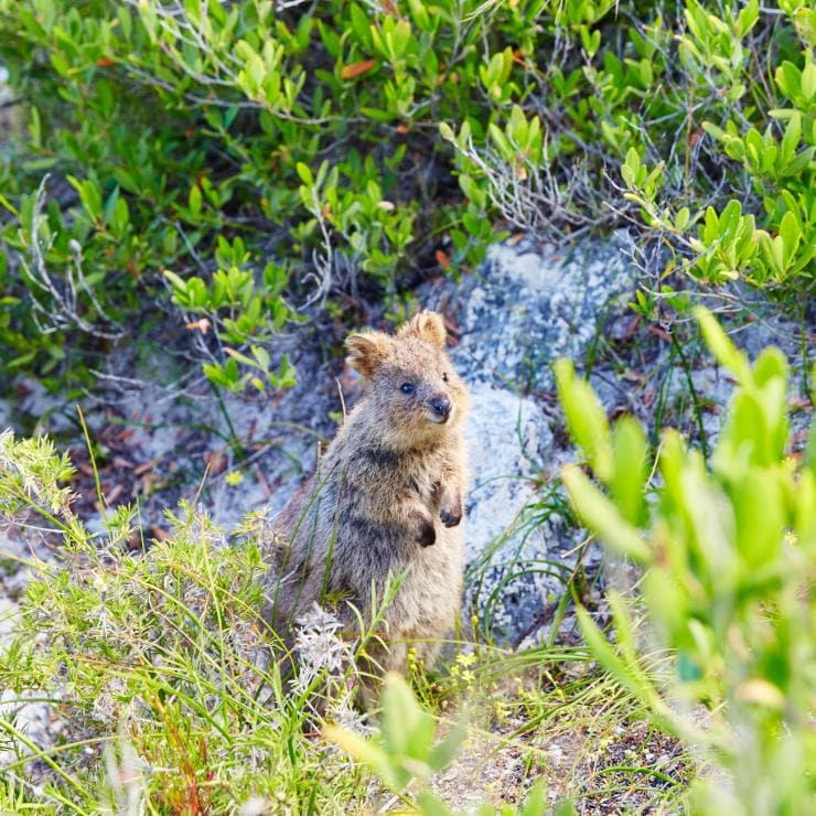 Un simpatico quokka in riva all'oceano, Rottnest Island, Western Australia © Tourism WA Un simpatico quokka in riva all'oceano, Rottnest Island, Western Australia © Tourism WA