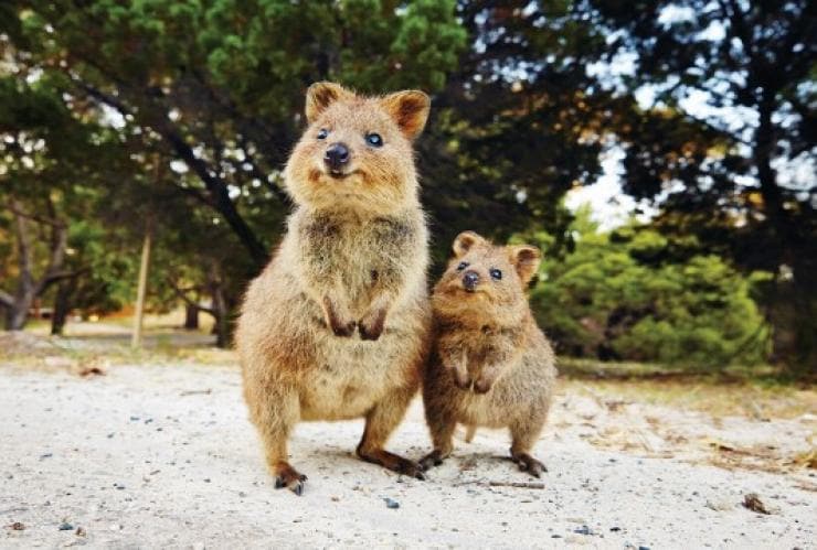 Quokka, Perth, Western Australia © Tourism Australia Quokka, Perth, Western Australia © Tourism Australia