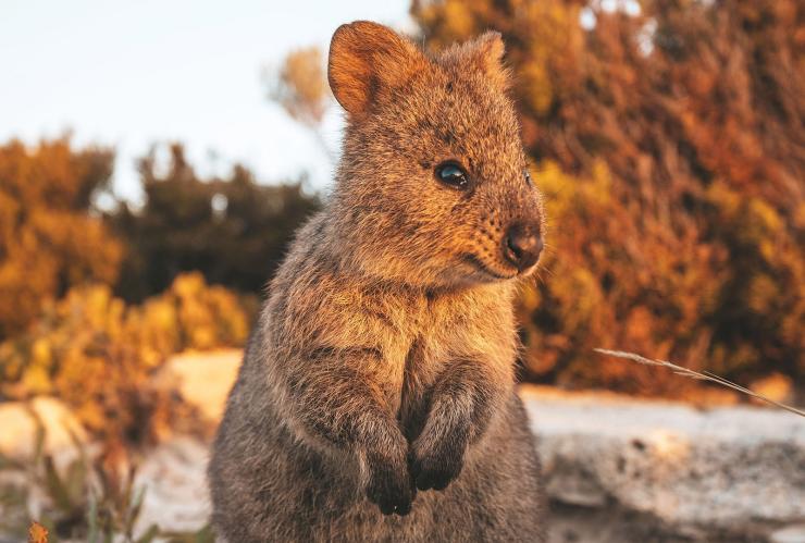 Quokka, Rottnest Island, Western Australia © James Fisher Quokka, Rottnest Island, Western Australia © James Fisher