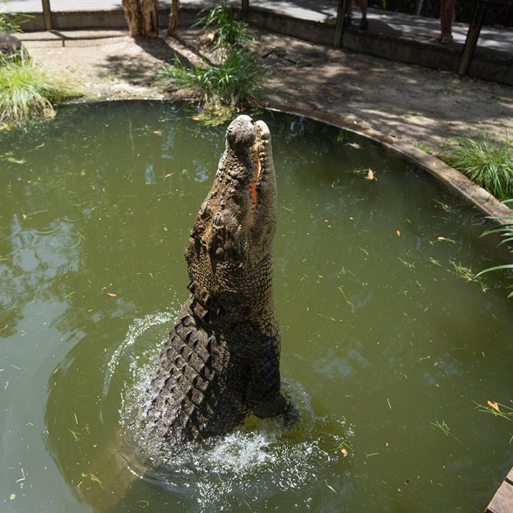 Il pasto dei coccodrilli nell'Hartley's Creek Crocodile Adventures © Tourism Australia
