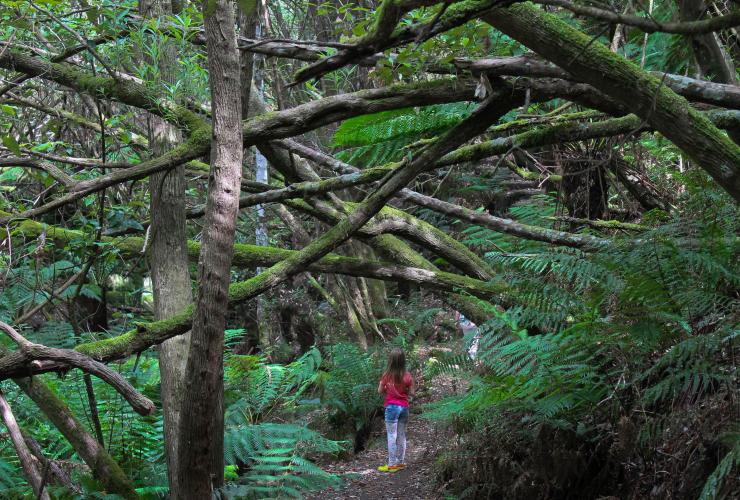 タスマニア州、ウェリントン山/クナニのマートル・ガリー・トラック © Tourism Tasmania & Kathryn Leahy タスマニア州、ウェリントン山/クナニのマートル・ガリー・トラック © Tourism Tasmania & Kathryn Leahy