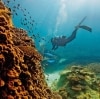 昆士蘭海龍島（Heron Island）的大堡礁©Paul Giggle，昆士蘭旅遊及活動推廣局