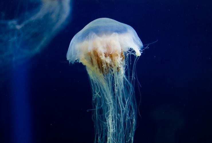 墨爾本水族館的水母©Roberto Seba 墨爾本水族館的水母©Roberto Seba