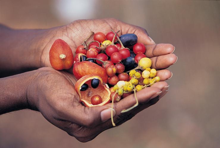 Bush Tucker, Cape York, Queensland © Tourism Australia