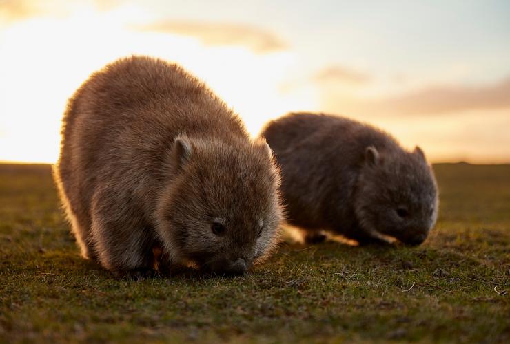 Zwei Wombats stehen nebeneinander und leuchten in der Sonne auf dem Maria Island Walk, Maria Island, Tasmanien © Tourism Australia