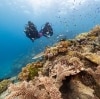 John Brewer Reef, Great Barrier Reef, Queensland © Tourism and Events Queensland