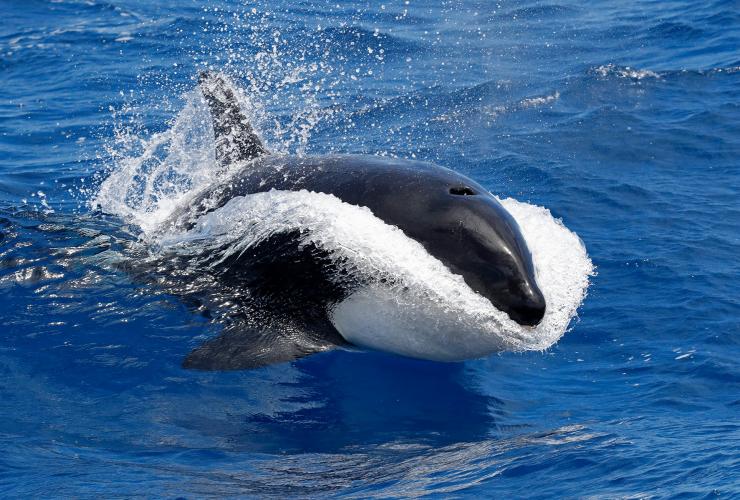 An orca breaching in the ocean during a tour with Naturaliste Charters, Bremer Bay, Western Australia © Keith Lightbody