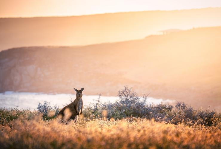 Kangaroo standing by the coast during a golden sunset in Cape Willoughby, Kangaroo Island, South Australia © South Australian Tourism Commission 