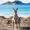 Kangaroo standing on grass with the ocean in the background at Lucky Bay, Esperance, Western Australia © Tourism Western Australia