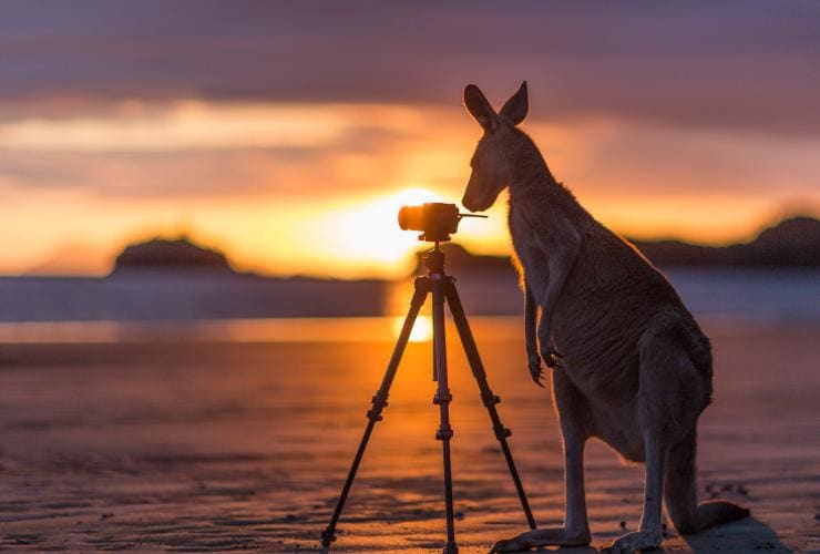 Kangaroo checking out a camera on a tripod during sunset in Cape Hillsborough National Park, Queensland © Matt Glastonbury/Tourism and Events Queensland