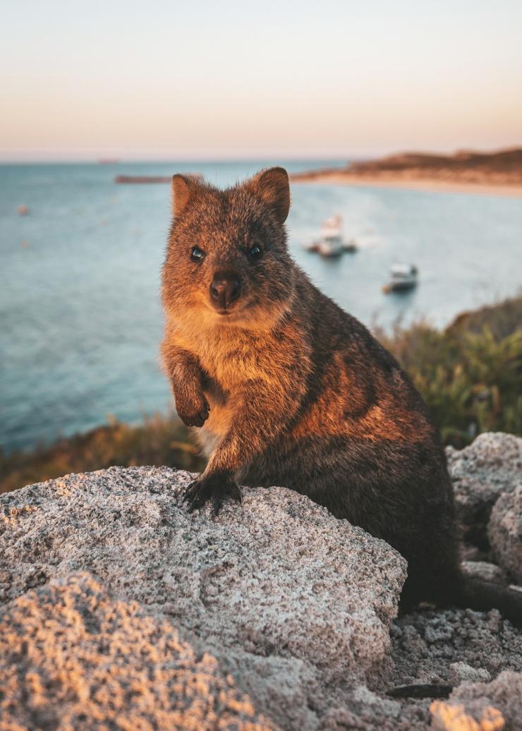A quokka smiling at the camera on Rottnest Island, Western Australia © Tourism Australia