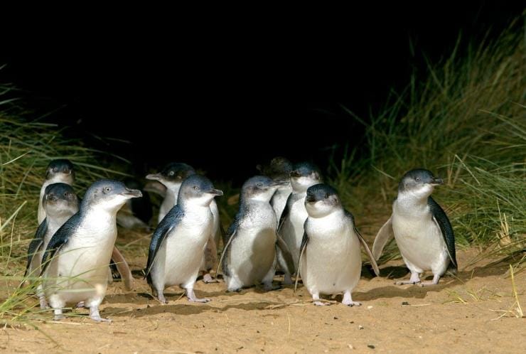 A group of penguins at Phillip Island Nature Park, Phillip Island, Victoria © Phillip Island Nature Park