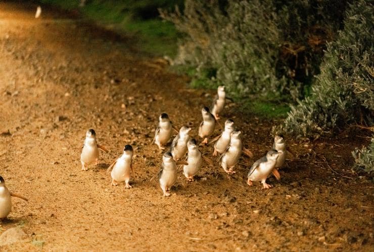 Group of penguins waddling along a path on Phillip Island, Victoria © Visit Victoria 