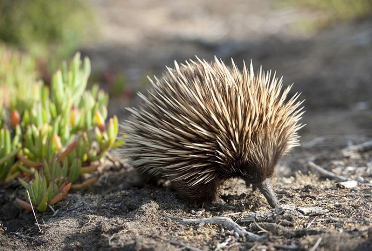 Echidna on Kangaroo Island, South Australia © South Australian Tourism Commission 