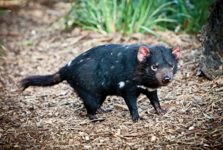 Tasmanian devils at the Tasmanian Devil Unzoo, Taranna, Tasmania © Tourism Tasmania & Scott Sporleder, Matador 
