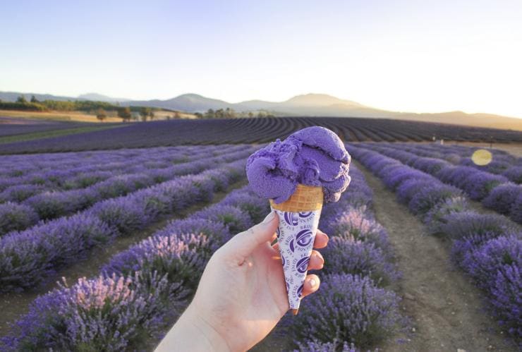 Bridestowe Lavender Estate, Tasmania © Bridestowe Lavender Estate