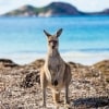 Kangaroo standing on grass with the ocean in the background at Lucky Bay, Esperance, Western Australia © Tourism Western Australia