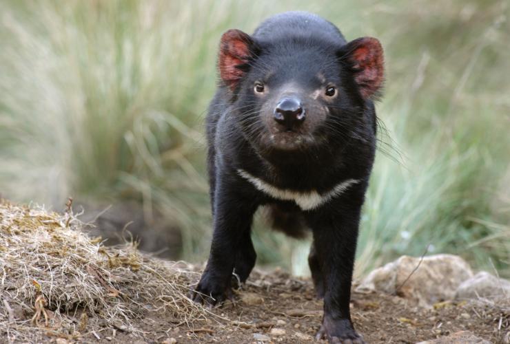 A Tasmanian devil standing in the grass at Devils @ Cradle, Cradle Mountain-Lake St Clair National Park, Tasmania 