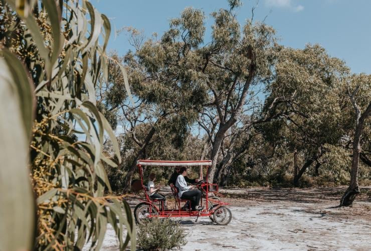 Tourists riding a four-wheeled bike through eucalyptus trees on Raymond Island, Victoria © everyday nicky 