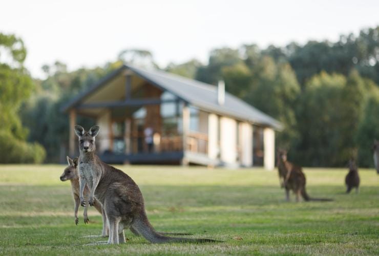 TarraWarra Estate, Yarra Valley, Victoria © Visit Victoria