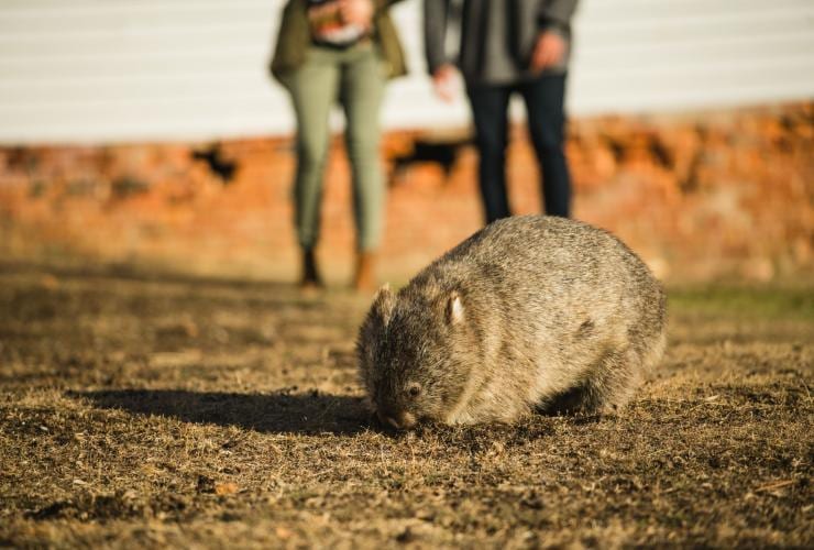 Wombat on Maria Island, Tasmania © Stu Gibson