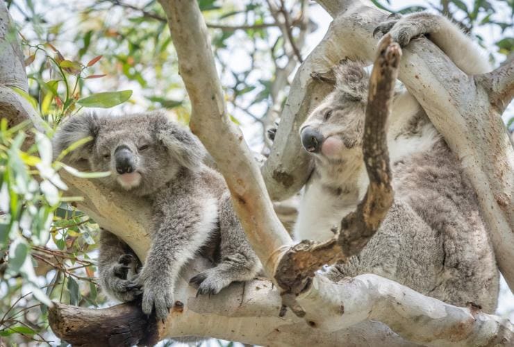 Two koalas in a eucalyptus tree on Raymond Island, Victoria © Darren Donlen