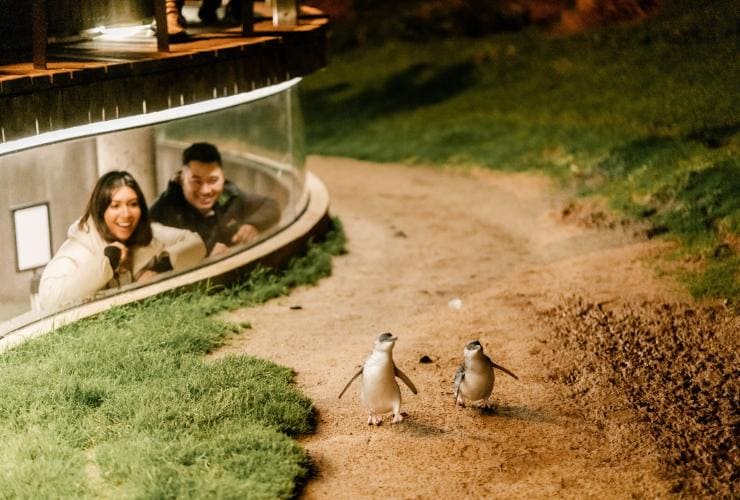 Couple watches penguins waddle along a path on Phillip Island, Victoria © Visit Victoria