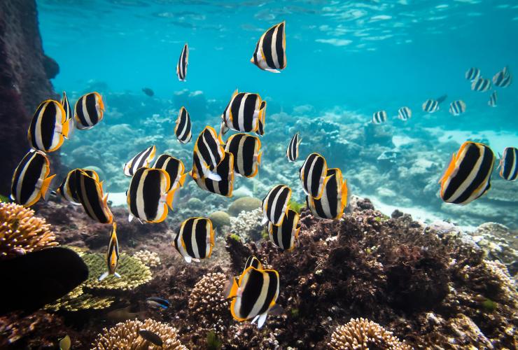 Coral Reef, Lord Howe Island, Nouvelle-Galles du Sud © James Vodicka