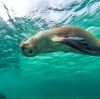 Nager avec les lions de mer, Baird Bay, Eyre Peninsula, SA © South Australian Tourism Commission