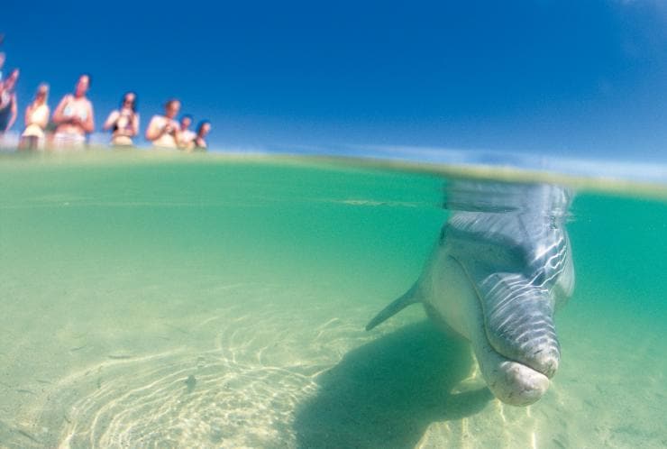 Grand dauphin, Monkey Mia, Australie Occidentale © Tourism Western Australia