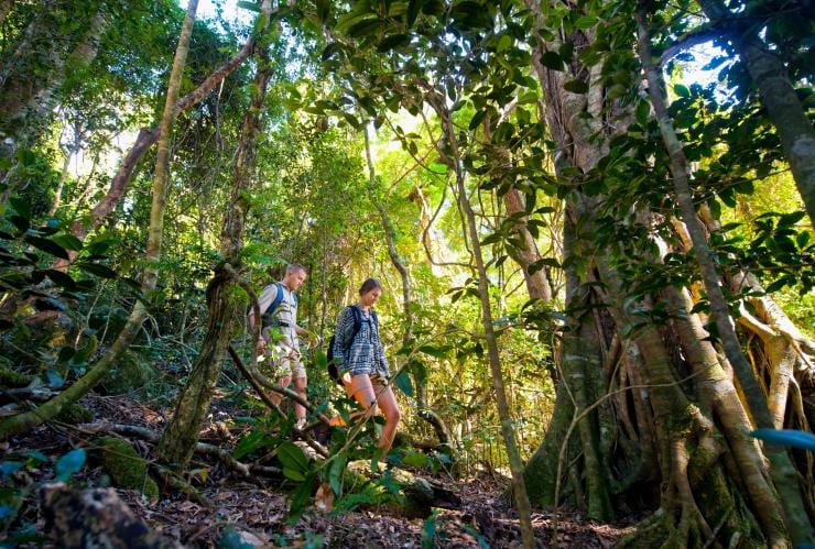 Des randonneurs descendant une colline recouverte d'imposants arbres verdoyants à l'O'Reilly's Rainforest Retreat, Lamington National Park, Queensland © O'Reilly's Rainforest Retreat