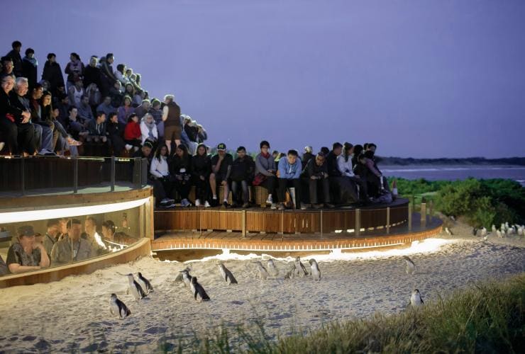 Foule regardant les pingouins se dandiner sur le sable au Phillip Island Nature Park, Phillip Island, VIC © Warren Reed