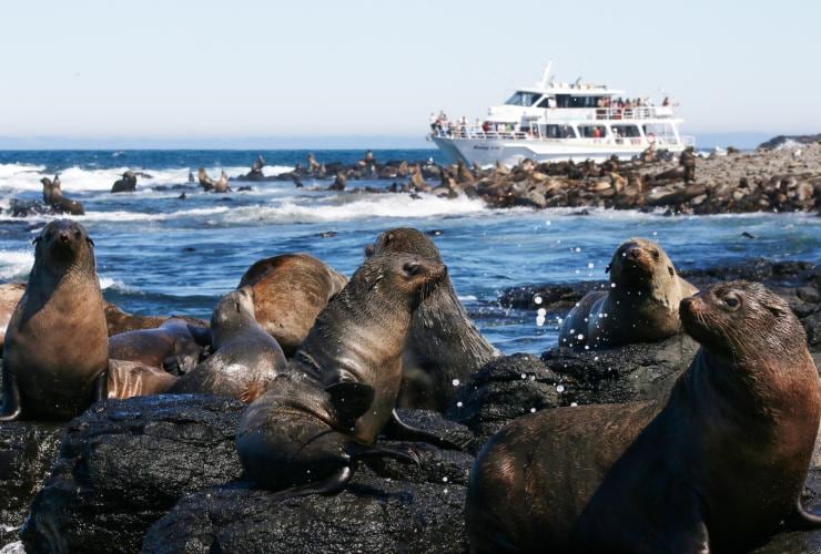Une colonie d'otaries à fourrure nageant et se prélassant près de rochers avec un bateau Wildlife Coast Cruises en arrière-plan, Phillip Island, Victoria © Wildlife Coast Cruises 