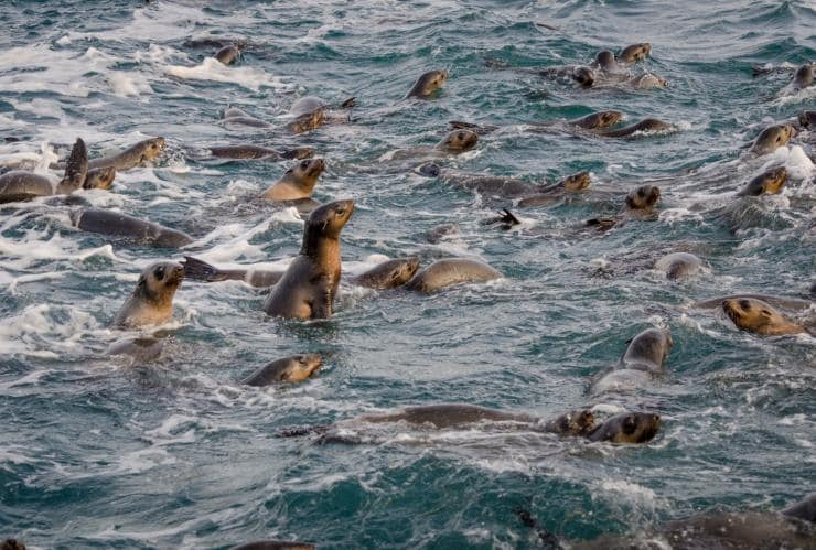 Une colonie d'otaries nageant dans l'océan près de Phillip Island, Victoria © Darren Donlen 