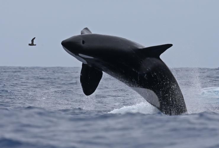 Une orque sortant complètement de l'océan, en direction d'un oiseau, lors d'une croisière avec Naturaliste Charters, Bremer Bay, Australie Occidentale © Tourism Australia