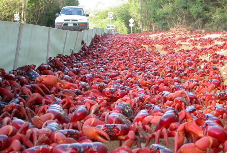 Une voiture longe une barrière empêchant les nombreux crabes rouges d'atteindre la route lors de leur migration, Christmas Island © Max Orchard
