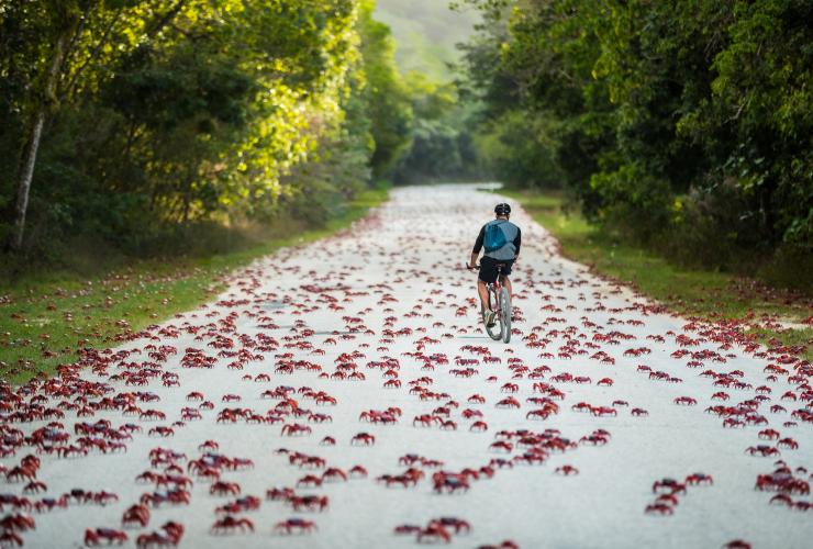 Une personne à vélo sur un chemin bordé d'arbres et couvert de crabes rouges lors de la migration de ces derniers, Christmas Island © Christmas Island Tourism Association