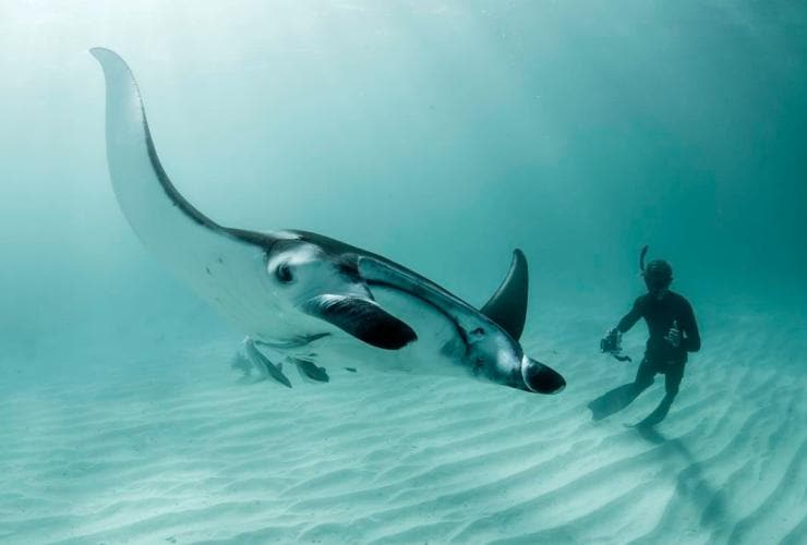 Pari manta dan penyelam, Ningaloo Reef, Western Australia © Tourism Western Australia
