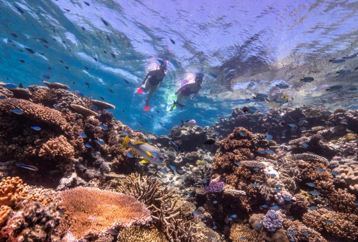Dua orang sedang berenang di permukaan air, bersnorkel di atas terumbu karang yang dikelilingi oleh ikan warna-warni bersama Dreamtime Dive and Snorkel di Great Barrier Reef, Queensland © Tourism and Events Queensland